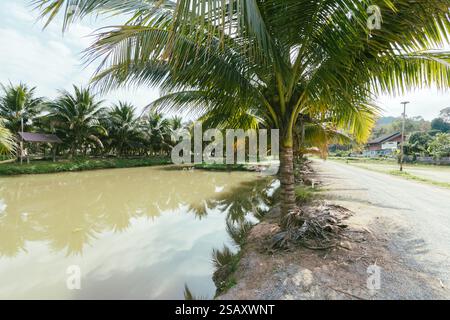 Kokosnussgarten in der Provinz Chiang Rai, Thailand Stockfoto