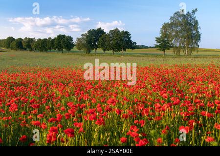 Feld mit rotem Mohn oder Mohn, Maismohn, Maisrosen, Feldmohn, flandermohn, auf lateinisch Papaver Rhoaes Stockfoto