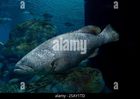 Riesenbarsch oder Queensland Grouper, Epinephelus lanceolatus, Serranidae, Phuket Aquarium, Thailand, Asien Stockfoto