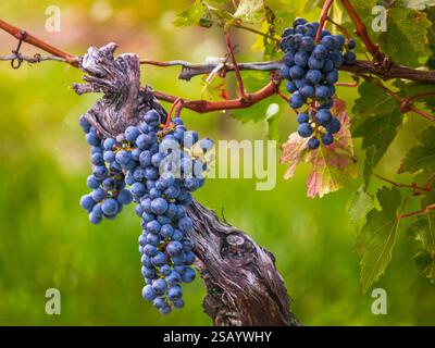 Lila Trauben auf der Rebe, Weinberg in Niagara-on-the-Lake, Ontario, Kanada, frische reife, saftige Trauben aus nächster Nähe, Erntezeit Stockfoto