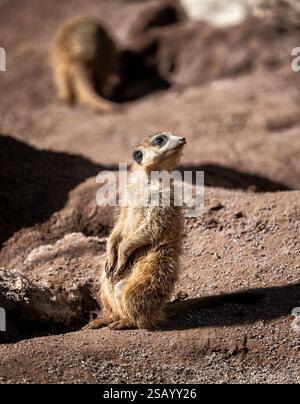 Nahaufnahme eines Erdmännchen (Suricata suricatta) Wache aufrecht sitzend auf einem Felsen Stockfoto