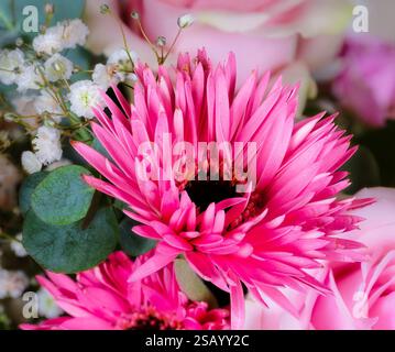 Makro einer rosa Gerbera-Blüte in einem Blumenstrauß Stockfoto