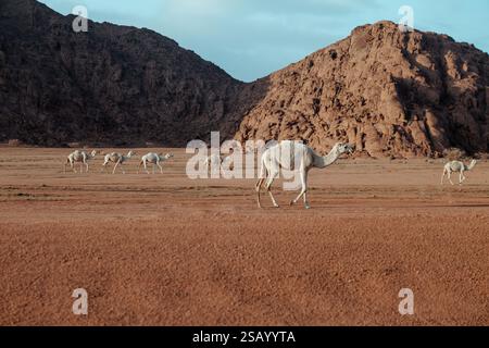 Kamelherde streift durch die Wüste vor der Kulisse der Rocky Mountains. Saudi-Arabien. Stockfoto