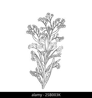 Botanische Linie Kunststrauß von Wildblumen isoliert auf weißem Hintergrund. Hand gezeichnete schwarz-weiße Umrisse Pflanze und Blumen Vektor Illustration. Greif Stock Vektor