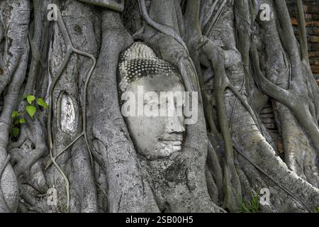 Sandstein-Buddha-Kopf am Fuße eines Bodhi-Baumes im Wat Mahathat, Tempel des Großen und Heiligen Reliefs, Ayutthaya, Provinz Ayutthaya, Thailand, Asien Stockfoto