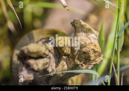 Eine Würfelschlange (Natrix tessellata tessellata) in ihrem Habitat Stockfoto