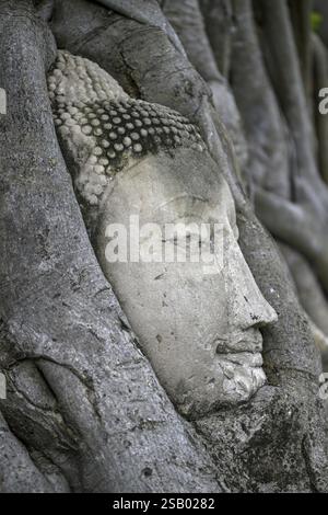 Sandstein-Buddha-Kopf am Fuße eines Bodhi-Baumes im Wat Mahathat, Tempel des Großen und Heiligen Reliefs, Ayutthaya, Provinz Ayutthaya, Thailand, Asien Stockfoto