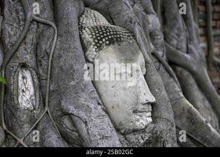 Sandstein-Buddha-Kopf am Fuße eines Bodhi-Baumes im Wat Mahathat, Tempel des Großen und Heiligen Reliefs, Ayutthaya, Provinz Ayutthaya, Thailand, Asien Stockfoto
