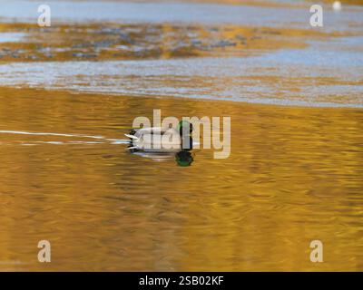 Stockenten (Anas platyrhynchos), erwachsener Vogel, schwimmt über einen teilweise gefrorenen See mit seiner Reflexion im Wasser, im späten Abend winterlichen Licht, He Stockfoto