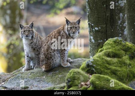 Eurasischer Lynx oder Nordlynx (Lynx Luchs), zwei Erwachsene Tiere auf einem Felsen, im Gehege Nationalpark Bayerischer Wald, Bayern, Deutschland Stockfoto