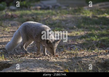 One arctic fox (Vulpes lagopus), (white fox, polar fox, or snow fox) walking over a clearing with green grass, sniffing on the ground looking for food Stockfoto