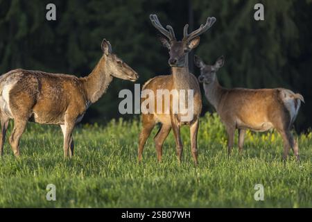 Ein männlicher Altai maral, Altai wapiti oder Altai Elch (Cervus canadensis sibiricus) steht zusammen mit einem Weibchen und einem Jungtier auf einer Wiese in ve Stockfoto