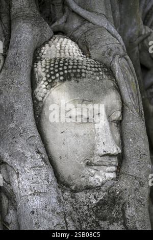 Sandstein-Buddha-Kopf am Fuße eines Bodhi-Baumes im Wat Mahathat, Tempel des Großen und Heiligen Reliefs, Ayutthaya, Provinz Ayutthaya, Thailand, Asien Stockfoto