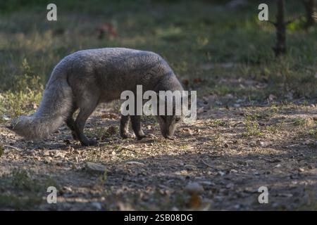 One arctic fox (Vulpes lagopus), (white fox, polar fox, or snow fox) walking over a clearing with green grass, sniffing on the ground looking for food Stockfoto