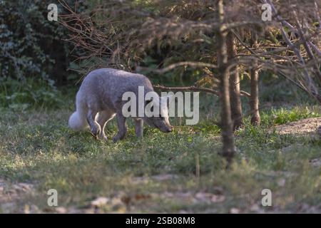 One arctic fox (Vulpes lagopus), (white fox, polar fox, or snow fox) walking over a clearing with green grass, sniffing on the ground looking for food Stockfoto