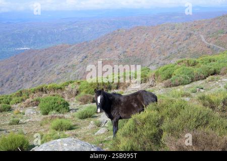 Wildes Schwarzpferd frei in den Bergen zwischen Besen in Extremadura Stockfoto