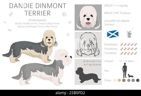 Dandie dinmont Terrier-Welpen-Clipart. Verschiedene Posen, Fellfarben gesetzt. Vektorabbildung Stock Vektor
