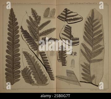Beschreibung, von, Kohle, Flora, von, der, Karbon, Formation, in, Pennsylvania und, im gesamten, United, Staaten, Harrisburg, Vorstand, of, Kommissare, für die, zweite, geologische, Erhebung, 1879-84, Pflanzen, Pennsylvania, Botanik, Fossilien, Karbon, Paläobotanik, Fossilien, Geschichten, diese Illustration zeigt eine Sammlung von Farnwedel aus dem Bericht von 1878 über die Kohleflora der Vereinigten Staaten. Jeder Frond ist aufwändig detailliert und hebt die einzigartigen Formen und Muster hervor, die für verschiedene Farnarten charakteristisch sind. Einige Wedel haben gedehnte, gefiederte Blätter, während andere Bro zeigen Stockfoto