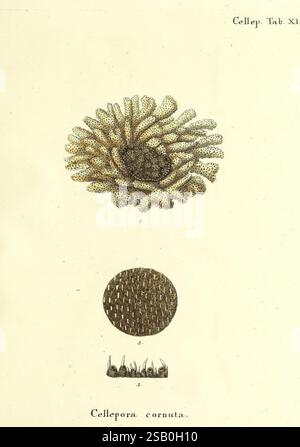 Die, Pflanzenthiere, in, Abbildungen, nach, der, Natur, Nürnberg, in, der, Raspischen, Buchhandlung, 1791-1830, Cnidaria, Ctenophora, die Abbildung zeigt eine detaillierte Darstellung des Meeresorganismus Cellepora cornuta. Auf der Spitze ist eine zarte, komplizierte Struktur, die einer Korallenformation ähnelt, zu sehen, die durch ihre gefiederten, verzweigten Muster gekennzeichnet ist, die eine optisch auffällige Textur erzeugen. Darunter zeigt eine kreisförmige Darstellung die Oberfläche des Organismus und zeigt eine Reihe von winzigen, gleichmäßigen Rillen, die seine einzigartige Morphologie betonen. Unten weitere Details Stockfoto