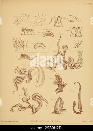 Land, Süßwasser, Mollusca, Indien, London, Taylor und Francis, 1882, Asien, Indien, Weichtiere, Muscheln, die Illustration zeigt eine Sammlung komplizierter botanischer Studien mit der Bezeichnung „Hemiplecta and Nilgiria“. Es zeigt verschiedene Formen und Strukturen, darunter längliche Kurven, Spiralen und verschiedene Formen, die der Pflanzenanatomie ähneln. Detaillierte Beschriftungen neben jedem Exemplar heben spezifische Merkmale hervor und betonen die Vielfalt und Komplexität dieser botanischen Formen. Die Gesamtzusammensetzung deutet auf eine wissenschaftliche Untersuchung der Morphologie und Variationen innerhalb dieser Spezies invi hin Stockfoto