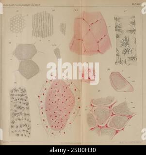Zeitschrift für wissenschaftliche Zoologie, Leipzig, Wilhelm Engelmann, 1849-, Anatomie, Vergleichende, Bibliographie, Zeitschriften, Zoologie, Museum für Vergleichende Zoologie, Eine Sammlung detaillierter wissenschaftlicher Illustrationen, die verschiedene mikroskopische Strukturen zeigen. Die Bilder zeigen zahlreiche Zellformen, darunter polygonale und längliche Zellen, mit Hinweisen auf Texturen und Muster wie Zellwände, Membranen und innere Merkmale. Einige Illustrationen zeigen rote Hervorhebungen, um bestimmte Elemente hervorzuheben, während andere sich auf komplizierte Anordnungen und Konfigurationen von Zellen konzentrieren. Jede Il Stockfoto