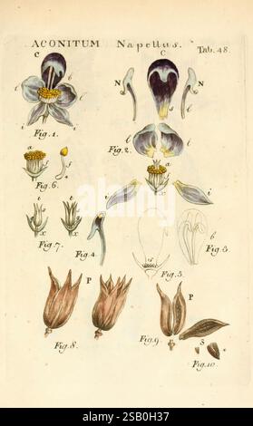 Illustratio systematis sexualis Linnaeani Francofurti ad Moenum Varrentrapp et Wenner 1789 Pflanzenklassifizierung Linné der New Yorker Botanische Garten Bildwerke Carl von Aconitum napellus, eine illustrierte botanische Darstellung der Pflanze Aconitum napellus, allgemein bekannt als Beinbrut. Die Abbildung ist in beschriftete Abschnitte unterteilt, in denen die verschiedenen Komponenten der Blume detailliert dargestellt werden. Jede Figur hebt verschiedene Elemente hervor, wie Blütenblätter, Staubblätter und die gesamte Blumenstruktur. Die Präsentation dient als Referenz für die komplizierte Anatomie und Morphologie von Aconitum und zeigt das u Stockfoto