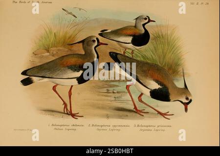Die Vögel Südamerikas. London, R. H. Porter [etc, 1912]-17. Südamerika, Birds, Lapwing, Vanellus chilensis, Taxonomie: Trinomial= Vanellus chilensis cayennensis, Taxonomie: Trinomial= Vanellus chilensis chilensis, diese Illustration zeigt drei verschiedene Arten von Küstenvögeln aus Südamerika, jede mit einzigartigen Eigenschaften und lebendigem Gefieder. Der erste Vogel, der als Belonopterus chilensis bezeichnet wird, ist in einer Profilansicht dargestellt und zeigt seinen eleganten Körper und seine auffälligen Farben. Der zweite Vogel, Belonopterus cayennensis, wird in einer etwas anderen Haltung gezeigt und veranschaulicht seine Deta Stockfoto