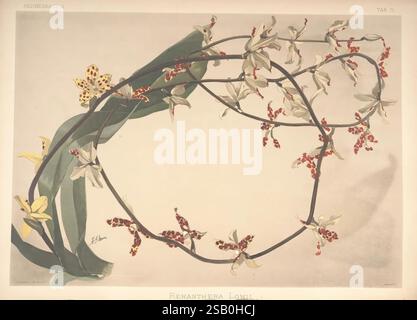 Reichenbachia, St. Albans, London, New York, F. Sander & Co, Orchid Growers & Importers, H. Sotheran & Co, I. Forstermann, 1888-1890, Orchidaceae, Henry Frederick Conrad Sander, Orchideen, Botanik, Blumen, Taxonomie: Family= Orchidaceae, Renanthera lowii, Dimorphorchis lowii, Henry George Moon, HSA, Ein delikates Arrangement mit einer komplexen Darstellung von Renanthera Orchideen mit ihren leuchtenden gelben und gefleckten Mustern. Die Komposition zeigt gewundene Reben, die mit kleineren roten Blüten verziert sind und elegant mit üppigem Grün verwoben sind. Dieses optisch fesselnde Design unterstreicht das natürliche Stockfoto