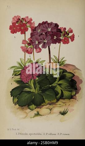Der Florist-Pomologe in London, der für die Besitzer von Messrs. Kent & Co. 1880 Flower Gardening Fruit Culture Gardening Großbritannien Zeitschriften veröffentlicht hat, zeigt eine botanische Studie über verschiedene Arten von Kerzen, insbesondere Primula spectabilis, Primula villosa und Primula rosen. Jede Pflanze ist mit sattgrünen Blättern und leuchtenden Blüten in Rosa- und Violettönen dargestellt. Die Blumen sind detailliert dargestellt, wobei ihre einzigartigen Formen und Arrangements hervorgehoben werden, während nummerierte Etiketten jede Art kennzeichnen. Die Komposition betont das komplizierte Stockfoto