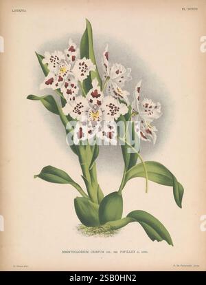 Lindenia Gand [Belgien], Impr. F. Meyer-van Loo, 1885-1906, Klassifizierung, Reiseführer, Identifizierung, Nomenklatur, Nomenklatur, populär, Orchidaceae, Orchideen, Bildwerke, Terminologie, Blumen, Stiele, Blätter, die Abbildung zeigt eine elegante Anordnung von Odontoglossum crispum, einer Orchideenart, die für ihr markantes Aussehen bekannt ist. Die Blüten sind überwiegend weiß mit komplexen Mustern aus tiefem Kastanienbraun und Gelb auf ihren Blütenblättern, die eine faszinierende visuelle Anziehungskraft schaffen. Die Pflanze zeigt mehrere Blüten, die in Clustern auf einem kräftigen grünen Stiel blühen, begleitet von üppigen, länglichen Pflanzen Stockfoto