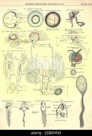 Leitfaden für die praktische Studie von Pflanzen und Tieren, angepasst an die Anforderungen der London University, Science and Art Department, und für den Einsatz in Schulen und Colleges. Mit begleitendem Text mit Arrangement und Erklärung, äquivalenten Begriffen, Edinburgh, W. and A. K. Johnston, 1881, Biologie, Laborhandbücher, stellt diese detaillierte wissenschaftliche Illustration verschiedene anatomische und physiologische Strukturen des Speisefrosches (Rana esculenta) vor. Die Zusammensetzung enthält beschriftete Diagramme und beschriftete Teile, einschließlich Gehirn, Verdauungssystem und Fortpflanzungsorgane. Schlüsselbereiche markieren t Stockfoto