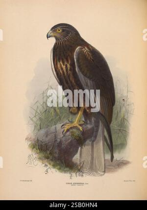 Ornithological Miscellany V.2 London, Trübner and Co, Bernard Quaritch, R.H. Porter, 1876-1878, Vögel, Fidschi, Großbritannien, Mongolei, Bildwerke, Circus aeruginosus, westliche sumpfweide, Accipitridae, Circus aeruginosus, westliche sumpfweide, John Gerrard Keulemans, John Gerrard Keulemans., Ein majestätischer Falke steht auf einem felsigen Barsch, dessen scharfer Blick nach vorne gerichtet ist und ein Gefühl von Stärke und Wachsamkeit verkörpert. Die komplizierten Details betonen das einzigartige Gefieder des Vogels mit kräftigen Brauntönen und subtilen Variationen in der Textur, die seine kraftvolle Konstruktion unterstreichen. Seine Flügel, teilweise ausgefahren Stockfoto