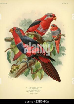Eine Monografie der Lories oder Pinsel-Zungen Papageien, London, R.H. Porter, 1896, Papageien, Lories, EOS histrio, Taxonomy: trinomial= EOS histrio Challengeri, dieses Kunstwerk zeigt eine lebendige Darstellung von drei bunten Papageien, die auf einem grünen Zweig thronen. Der vorderste Papagei zeigt ein markantes rot-blaues Gefieder mit lebendigen Federn und komplizierten Details. Der zweite Papagei, etwas kleiner, zeigt ebenfalls kräftige Rottöne mit Anklängen von Grau, was der Szene Tiefe verleiht. Im Hintergrund ist ein weiterer Papagei zu sehen, der ähnlich mit satten Farben geschmückt ist. Die üppigen grünen Blätter, die sie umgeben Stockfoto