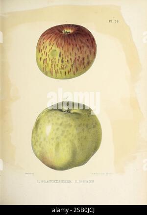 Naturgeschichte von New York Albany, 1842-1894, Landwirtschaft, Botanik, Geologie, Naturgeschichte, Bundesstaat New York, Paläontologie, Zoologie, Obst, Pflanzen zeigt das Bild zwei verschiedene Äpfelsorten, die deutlich übereinander dargestellt werden. Der oberste Apfel ist ein Gravenstein, der sich durch seine leuchtende, rötlich-braune Haut mit Flecken und einem leicht melierten Aussehen auszeichnet. Darunter ist der zweite Apfel als z. Rouge gekennzeichnet, der eine glatte, grünlich-gelbe Haut mit subtilen grünen Flecken aufweist. Jeder Apfel ist akribisch illustriert und hebt seine einzigartigen Texturen und Farben vor einem hervor Stockfoto