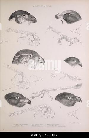 Die Gattungen der Vögel, 1849. Vögel, Verhaltensklassifizierung, Bildwerke, ornithologische Illustrationen, die Komposition enthält eine Reihe von komplizierten Illustrationen, die verschiedene Vogelköpfe und -Füße zeigen und ihre charakteristischen anatomischen Merkmale betonen. Jeder beschriftete Abschnitt hebt die einzigartigen Merkmale verschiedener Vogelarten hervor, mit Nahaufnahmen von Köpfen mit scharfen Augen und verschiedenen Schnabelformen. Die Fußabbildungen zeigen detaillierte Krallen und Krallen und zeigen Anpassungen, die für die jeweilige Umgebung geeignet sind. Die akribische Linienarbeit lädt die Zuschauer dazu ein, das zu schätzen Stockfoto
