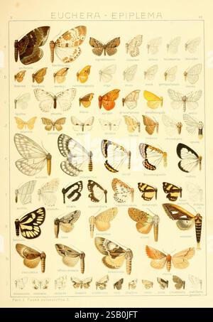 Die Gross-Schmetterlinge der Erde, Stuttgart, Alfred Kernen, 1909-, Schmetterlinge, lepidoptera, diese Sammlung enthält eine Reihe von Schmetterlingen aus den Familien Euchera und Epiplema, die verschiedene Arten in verschiedenen Posen und Flügelmustern zeigen. Jeder Schmetterling ist akribisch mit seinem wissenschaftlichen Namen versehen, was Einblicke in seine Klassifizierung gibt. Das Display betont die komplizierten Details ihrer Flügel und hebt einzigartige Farben, Markierungen und Formen hervor, die jede Spezies unterscheiden. Das Layout ist alphabetisch geordnet und zeigt sowohl die Schönheit als auch die Vielfalt dieser Inse Stockfoto