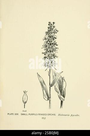 Ein Guide zu den wilden Blumen New York Stokes 1899 nordoststaaten Wildblumen Frauen in der Wissenschaft Marian Ellis Rowan, Illustration einer kleinen lila-gesäumten Orchidee (Habenaria Psycodes), die ihren unverwechselbaren hohen Stamm mit einer Gruppe von komplizierten, lila, gesäumten Blumen zeigt. Die detaillierte Darstellung unterstreicht die einzigartige Form und die zarten Merkmale der Blume, ergänzt durch die Abbildung einer Samenkapsel, die links positioniert ist und einen Kontrast zum Blumenarrangement bildet. Der wissenschaftliche Name und die Bezeichnung in der Überschrift betonen die botanische Bedeutung, informativ für beide en Stockfoto