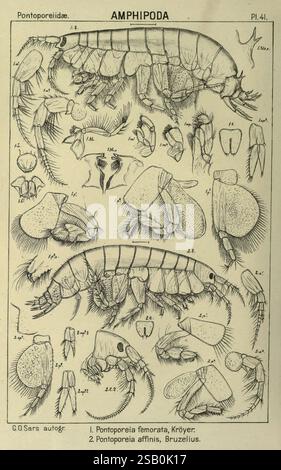 Ein Bericht über die Crustacea of Norway Amphipoda Plates, Christiania, A. Cammermeyer, 1895-1928, Norwegen, Krustentiere, diese Abbildung zeigt verschiedene Arten von Amphipoden aus der Familie Pontoporeiadæ. Es enthält beschriftete Diagramme, die die unterschiedlichen anatomischen Strukturen und Merkmale verschiedener Arten zeigen, einschließlich **Pontoporeia femorata** und **Pontoporeia affinis**. Die detaillierten Darstellungen heben Merkmale wie Antennen, Gnathopoden und andere Anhänge hervor und geben Einblicke in die Morphologie und Klassifizierung dieser kleinen, aquatischen Krebstiere. Das sorgfältige Rendering wird hervorgehoben Stockfoto