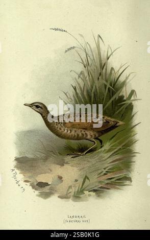 Vertraut Wild Birds London New York Cassell 1883 Birds Wörterbücher Bildwerke Crex crex Corncrake, diese Illustration zeigt eine Landbahn, ein schlanker Vogel, der für sein markantes braunes und helles Gefieder mit Streifen bekannt ist. Der Vogel steht zwischen hohem Gras und zeigt seinen langen Körper und seine langen Beine. Seine aufmerksame Haltung deutet auf einen Moment der Wachsamkeit hin, da er sich in die natürliche Umgebung einfügt. Der Künstler hat die komplizierten Details der Federn und die Krümmung der Umgebung erfasst und vermittelt so einen Eindruck von ihrem Lebensraum. Auf dem Etikett wird insbesondere die Art als „Landrail“ bezeichnet. Stockfoto
