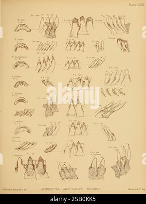 Land, Süßwasser, Mollusca, Indien, London, Taylor und Francis, 1882, Asien, Indien, Weichtiere, diese detaillierte Abbildung zeigt eine Reihe von anatomischen Zeichnungen der Zahnstrukturen verschiedener Spezies. Jeder Eintrag wird von wissenschaftlichen Bezeichnungen und Messungen begleitet, die Längen und Abmessungen der Zähne verschiedener Organismen angeben. Die Zeichnungen beleuchten die unterschiedliche Morphologie der Zähne über die Spezies hinweg und geben Einblicke in ihre evolutionären Anpassungen. Das akribische Rendering unterstreicht die Feinheiten der Zahnformen, einschließlich Variationen in Form und Größe, die für wichtig sind Stockfoto