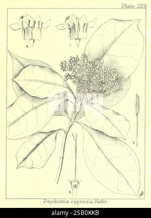 Natal Plants, Durban, Bennett & Davis, 1899 (d. h. 1898)-1912, Botanik, Natal, Pflanzen, Stämme, Blätter, Blumen, diese Illustration zeigt die botanische Studie von *Psychotria capensis*, allgemein bekannt für seine besonderen Eigenschaften. Der mittlere Teil zeigt eine Gruppe von zarten Blumen, die mit mehreren Blütenblättern verziert sind, die eine spitz zulaufende Form zu haben scheinen. Um die Blüten herum befinden sich mehrere große, eiförmige Blätter, die auffällige Adern aufweisen. Über dem Sternhaufen sind zwei Blumenformen dargestellt, die einen Blick von oben nach unten auf die Blütenstruktur bieten. Unten ist eine einzelne Blume abgebildet, hoch Stockfoto