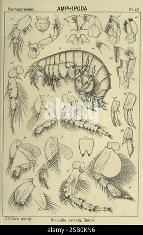 Ein Bericht über die Krustacea von Norwegen. v.1 Amphipoda (Platten) Christiania, A. Cammermeyer, 1895-1928, Norwegen, Crustacea Stockfoto