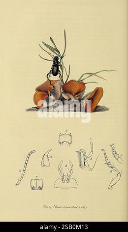 Britische Entomologie, London, gedruckt für den Autor 1823-1840 [d. h. 1840], Botanik, Großbritannien, Insekten, Bildwerke, überwältigende Vielfalt, John Curtis. Stockfoto