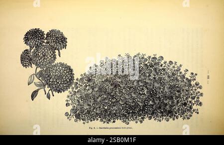 Belgique horticole. Lüttich, Botanik, Gartenbau, Zeitschriften, Pflanzen Stockfoto