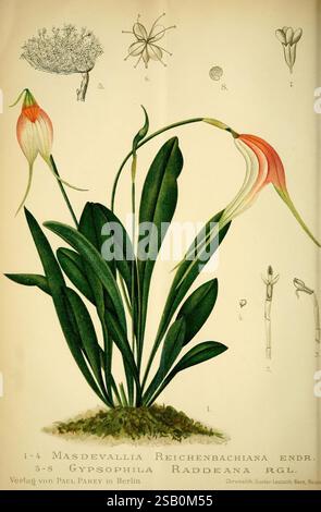 Gartenflora, Erlangen, F. Enke, 1852-1940, Botanik, Gartenbau, Deutschland, Zeitschriften, Pflanzen, Zierpflanzen, Pflanze, Blume, Eine botanische Illustration, die die elegante Masdevallia Reichenbachiana zeigt, die sich durch ihre markant geformten Blüten, leuchtenden Farbtöne und üppiges grünes Laub auszeichnet. Die Hauptpflanze wird von fünf kleineren botanischen Details begleitet, die jeweils mit Zahlen zur Identifizierung gekennzeichnet sind und verschiedene Stufen und Komponenten der Pflanzenanatomie, einschließlich Blütenstrukturen und Blattformationen, darstellen. Die Abbildung ist sehr detailliert und unterstreicht die Schönheit und Komplexität dieser Flecken Stockfoto