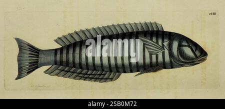 Die Verschiedenheit des Naturforschers oder farbige Figuren von Naturobjekten, London, gedruckt für Nodder & Co, 1789-1813, Tiere, Bildwerke, Zoologie, die Abbildung zeigt eine detaillierte Darstellung eines gestreiften Fisches mit seinem langen Körper und den charakteristischen horizontalen Streifen. Der Fisch ist mit einem leicht offenen Mund dargestellt, was seine markanten Merkmale unterstreicht. Die Finnen sind elegant angeordnet, und die komplizierten Details betonen die Textur der Skalen. Der Hintergrund bietet einen subtilen Kontrast, sodass der Fisch als Mittelpunkt der Komposition auffällt und Bot demonstriert Stockfoto