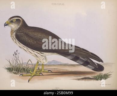 Die Gattungen der Vögel 1849 Vogelverhaltensklassifizierung Bildwerke Ornithologische Illustration Stockfoto