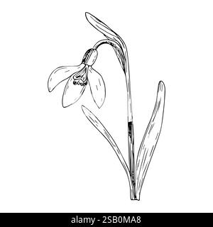 Januar Geburtsmonat Blume Schneeglöckchen Linie Kunst Vektor Illustration. Stock Vektor