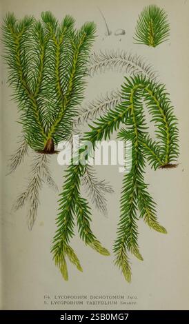 Belgique Horticole Lüttich Botanik Gartenbauzeitschriften Pflanzen Stockfoto