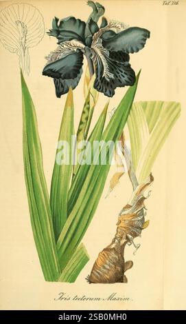 Gartenflora. Erlangen, F. Enke, 1852-1940, Botanik, Gartenbau, Deutschland, Zeitschriften, Pflanzen Zierpflanzen, Pflanzen, Blumen Stockfoto